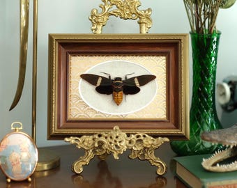Framed Cicada (Tosena Fasciata) In vintage Frame, with Gold Foil Art Deco mat
