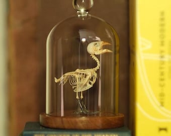 Bird Skeleton in Glass Dome cloche