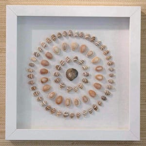 May include: A square white frame containing a collection of small, light-colored seashells arranged in concentric circles on a white background. A single, larger, dark-colored, textured shell is positioned at the very center of the display.
