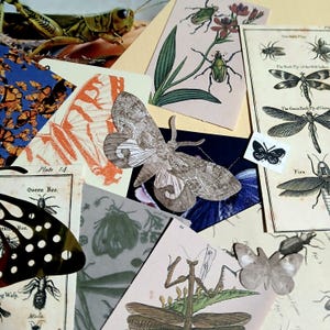 May include: A collection of vintage insect illustrations and cutouts, including butterflies, dragonflies, and beetles. The images feature detailed drawings in various colors, with some text labels and a grasshopper figurine.