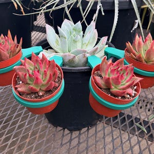 Planterly. Paquete de 4 insertos para macetas: añade más plantas, ahorra espacio, accesorio para interiores.