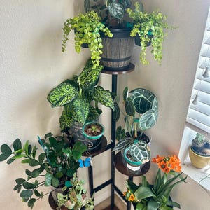 Puede incluir: Un estante para plantas de varios niveles con varias plantas en macetas. Las plantas incluyen follaje verde colgante, hojas estampadas y flores de color naranja brillante. El estante está hecho de metal oscuro y madera, creando una exhibición decorativa.