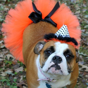 Dog, cat, tutu, Halloween