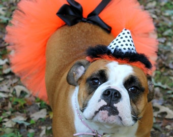 Dog, cat, tutu, Halloween