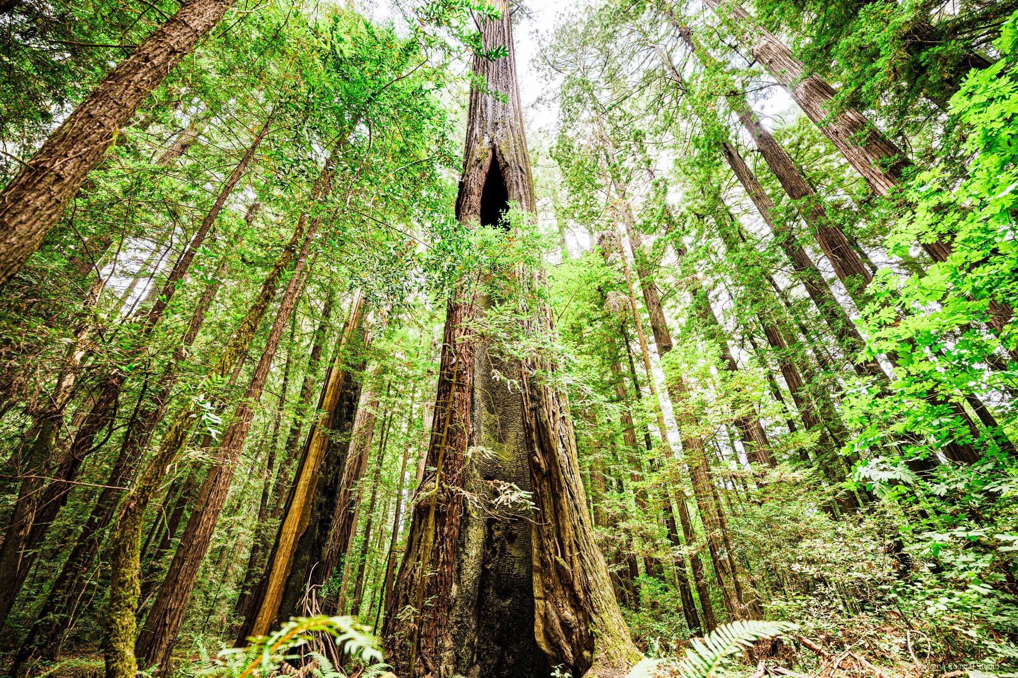 Humboldt County Art - Etsy