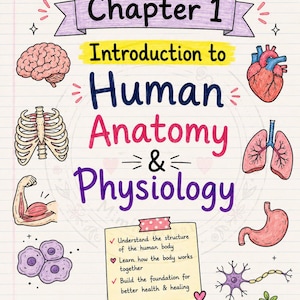May include: A study guide titled Chapter 1 Introduction to Human Anatomy & Physiology with hand-drawn illustrations of a brain, heart, rib cage, lungs, bicep, stomach, cells, and neurons, plus text notes on a lined paper background with colorful accents.