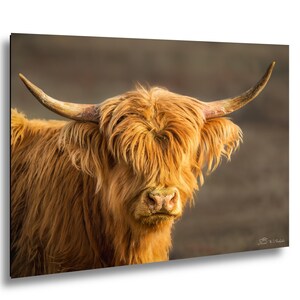 Highland Steer Photo, Close-Up Face and Horns (Utah Ranch Art)