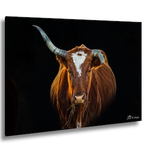 Corriente Cow With Imperfect Horn in Missouri