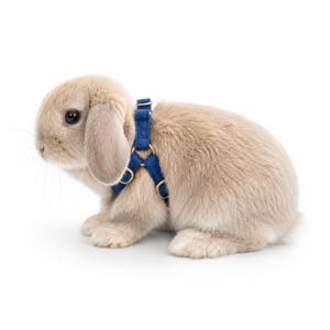 May include: A light brown lop-eared rabbit wearing a dark blue fabric harness. The harness features adjustable straps and gold-toned metal rings and sliders, securing around the rabbit's torso and neck area for a snug and comfortable fit.