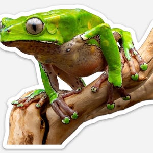 May include: A vivid green frog with large eyes sits on a brown branch. The frog's skin has a textured look, with touches of yellow and brown. Its long legs and webbed feet are visible, showing its natural habitat.