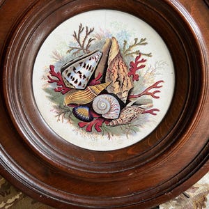May include: A round, framed artwork featuring a detailed illustration of various seashells and coral. The shells are in shades of brown, white, and blue, set against a white background. The frame is made of dark brown wood.