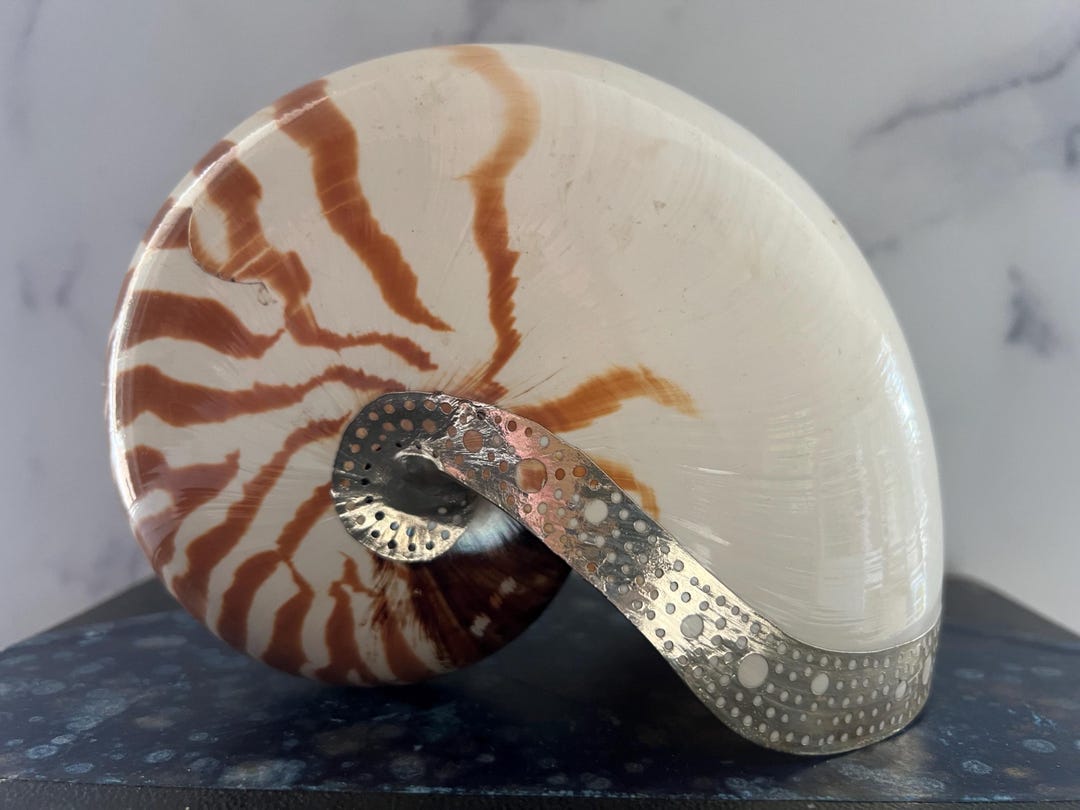 Vintage Silver Gilded Chambered Nautilus Shell, Natural Display ...