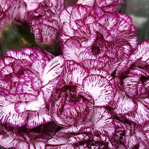 Puede incluir: Primer plano de un ramo de claveles. Los pétalos son blancos con vetas y bordes de color púrpura intenso. Las flores se encuentran en varias etapas de floración, algunas cerradas y otras completamente abiertas, mostrando sus intrincados patrones.