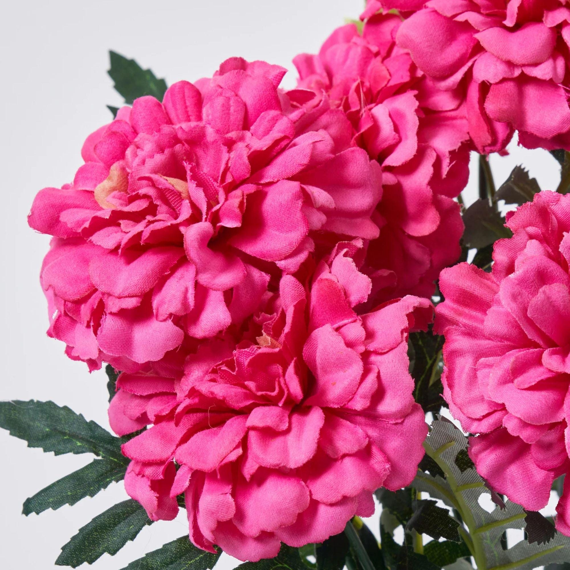 Pink Marigold Plant - Etsy