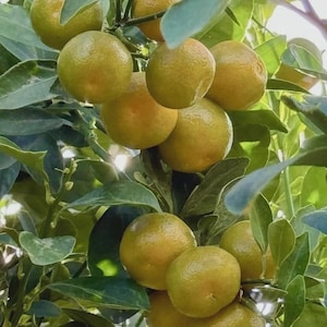 Kumquat Seeds - Etsy