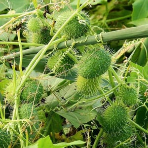 May include: Close-up of a green plant with spiky, round seed pods. The pods are a vibrant green color and covered in sharp, needle-like spines. The plant has green leaves and stems, with some pods still developing.