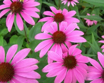 Organic Tennessee Coneflower Seeds, Echinacea tennesseensis, 100 Seeds Rare Native Wildflower