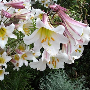 May include: Close-up of white lily flowers with yellow centers and pink-striped petals. The flowers are in full bloom, with visible stamens and pistils. Green foliage surrounds the flowers, creating a natural, garden-like setting.