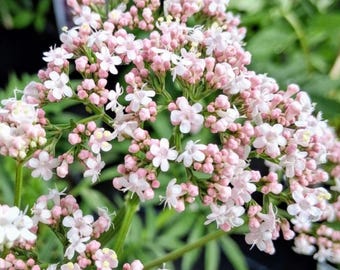 50 Valeriana Officinalis Seeds, Valerian Root, Perennial Medicinal Sleep Herb