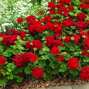 May include: A vibrant bed of red geraniums in full bloom, interspersed with white flowers and lush green foliage. The flowers are a deep, rich red, creating a striking contrast against the green leaves and white blossoms.