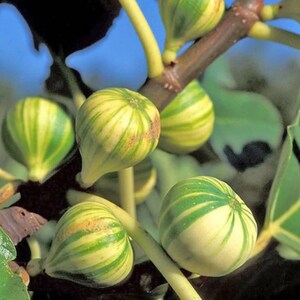May include: Close-up of several unripe figs on a branch. The figs are green and yellow with striped patterns. The background is a soft blue, suggesting a sunny day. The image highlights the natural beauty of the fruit.