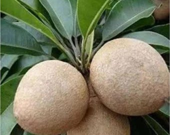 Geënte Jumbo Alano Sapodilla Fruitboom Levende Plant Zoete Tropische Fruitboom Snel Vruchtbare Chikoo Boom voor Tuin of terras