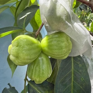 Può includere: Primo piano di un gruppo di frutti verdi a forma di pera appesi a un ramo. I frutti hanno una superficie strutturata e sono circondati da foglie verdi. Un frutto è avvolto in una protezione bianca. I frutti sono di colore verde chiaro.