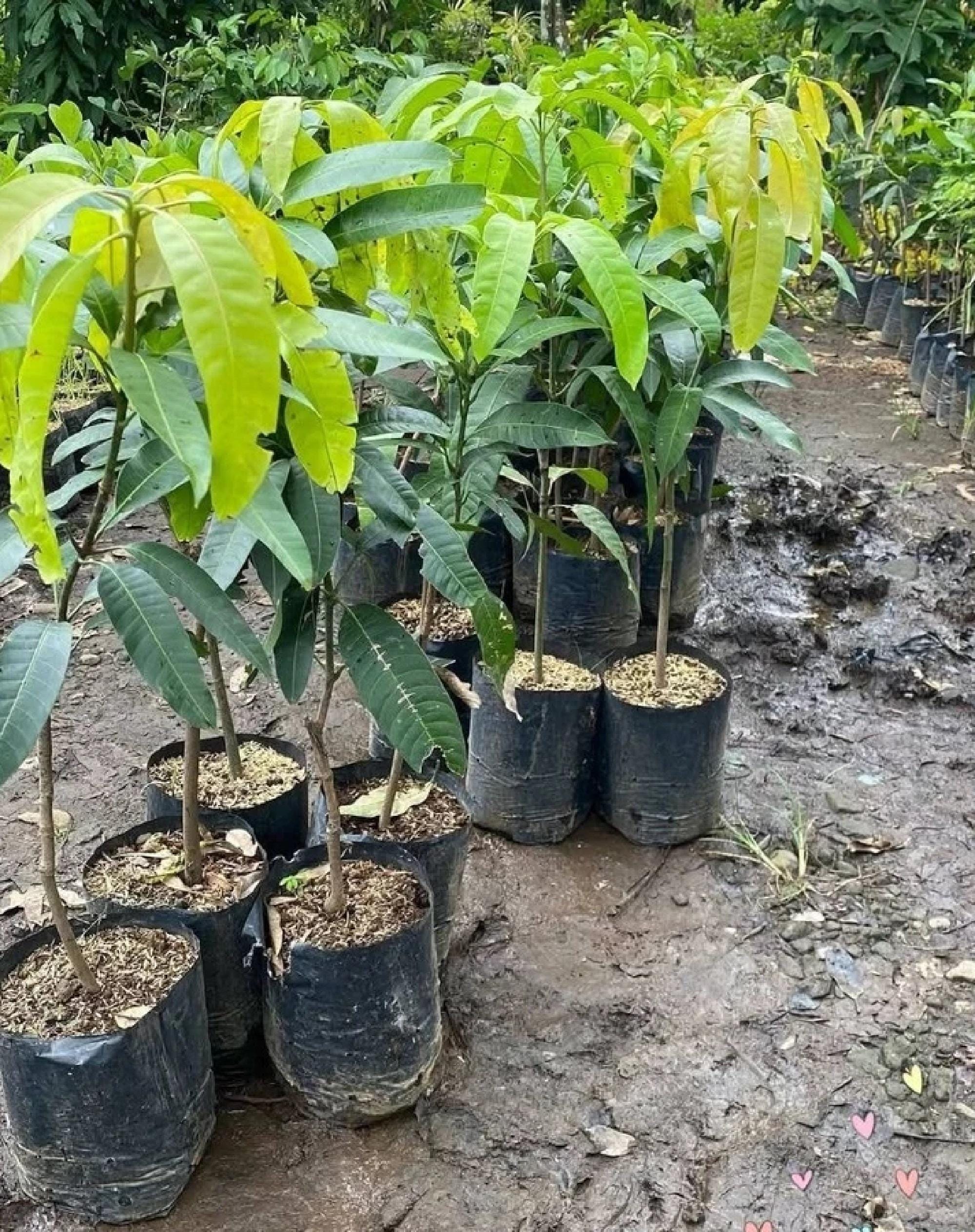 Container Mango Tree Grafted Podang Mango Fruit Tree Live Plant Sweet Indonesian Mango ...