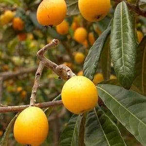 Può includere: Primo piano di un ramo di nespolo con diversi frutti maturi giallo-arancio. I frutti sono rotondi e lisci, con una leggera sfumatura. Le foglie sono grandi, verdi e strutturate. Lo sfondo è sfocato, mostrando più frutti e fogliame.