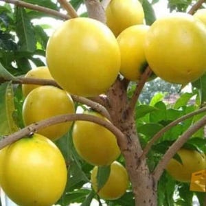 Könnte beinhalten: Nahaufnahme eines Astes mit reifen, gelben Früchten. Die runden Früchte haben eine leuchtend gelbe Farbe und bilden einen Kontrast zu den braunen Ästen und grünen Blättern. Das Bild zeigt die glatte Schale und die natürliche Schönheit der Früchte.