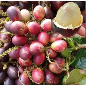 May include: A cluster of round, reddish-purple fruits with smooth skins attached to thin, light green stems. An inset image shows a single fruit peeled open, revealing a translucent, pale, gelatinous pulp inside a dark, thick outer rind.