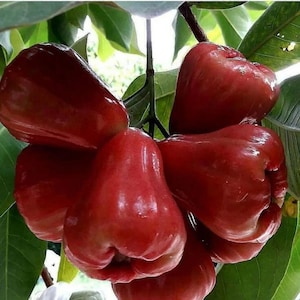 May include: A close-up of a bunch of red rose apples, or wax apples, on a branch with green leaves. The fruits have a glossy, smooth skin and a bell-like shape. The image shows the fresh, natural beauty of the fruit.