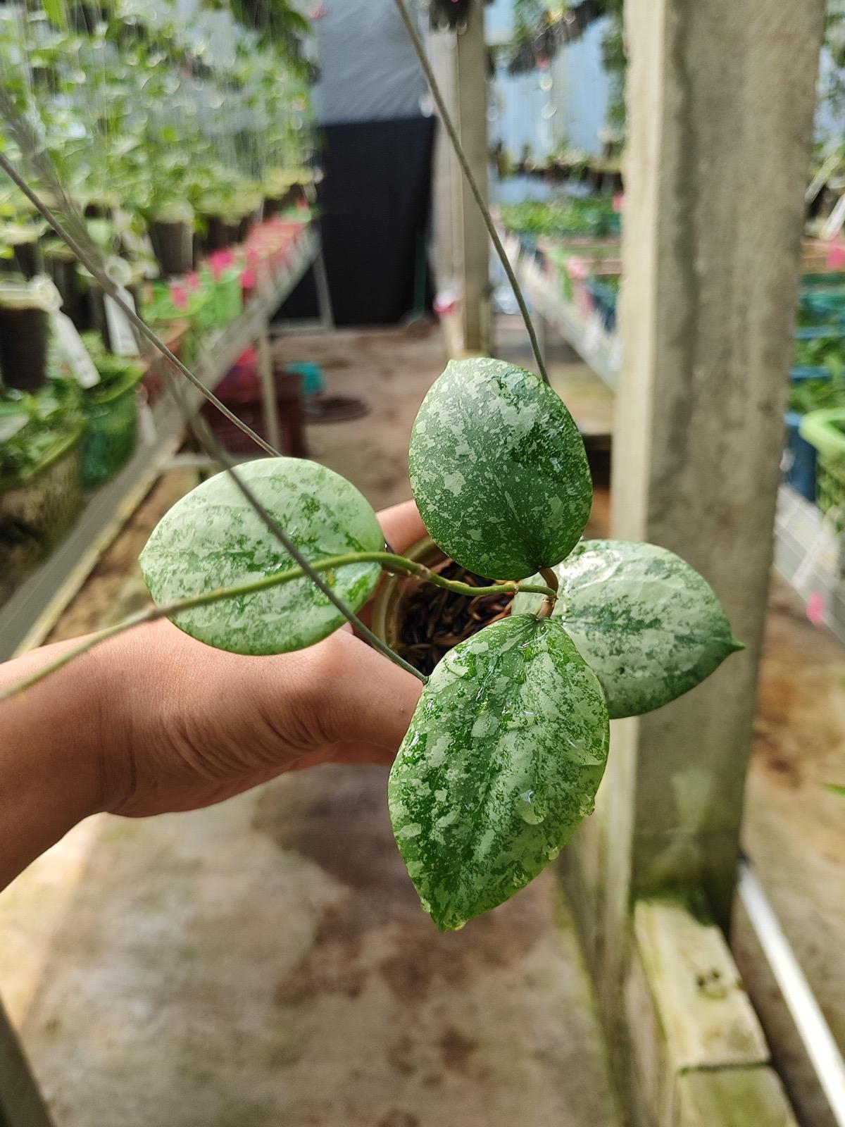 Hoya cinnamomifolia - Etsy 日本