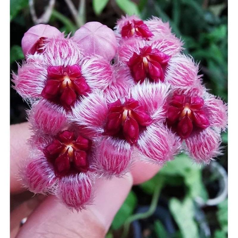 Hoya sulawesiana - Etsy 日本