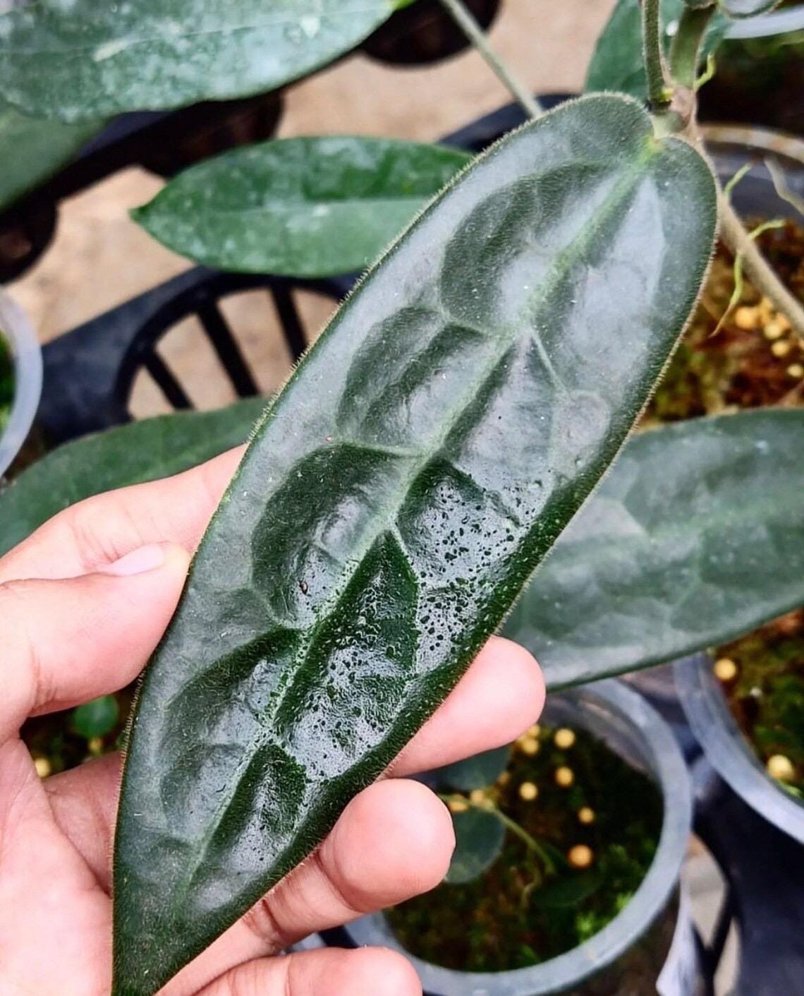 Hoya stenakei - Etsy 日本