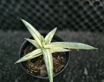 Sansevieria Clon Azul Blanco Abigarrado Imagen Real