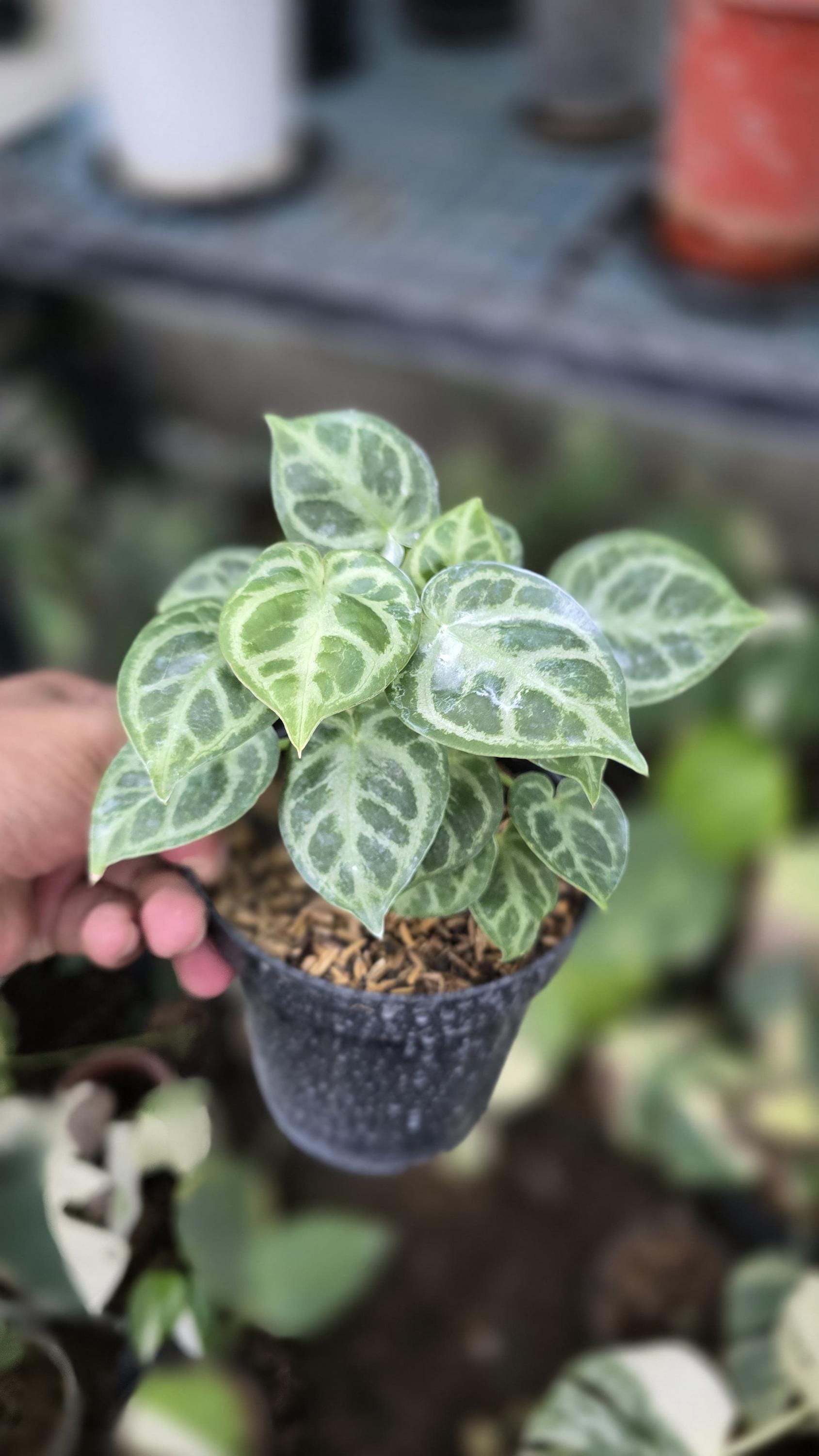 Anthurium silver blush - Etsy 日本