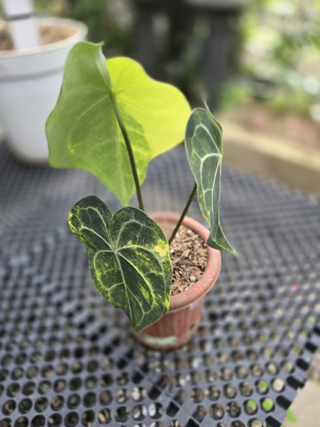 Anthurium King Clarinervium Variegated - Etsy