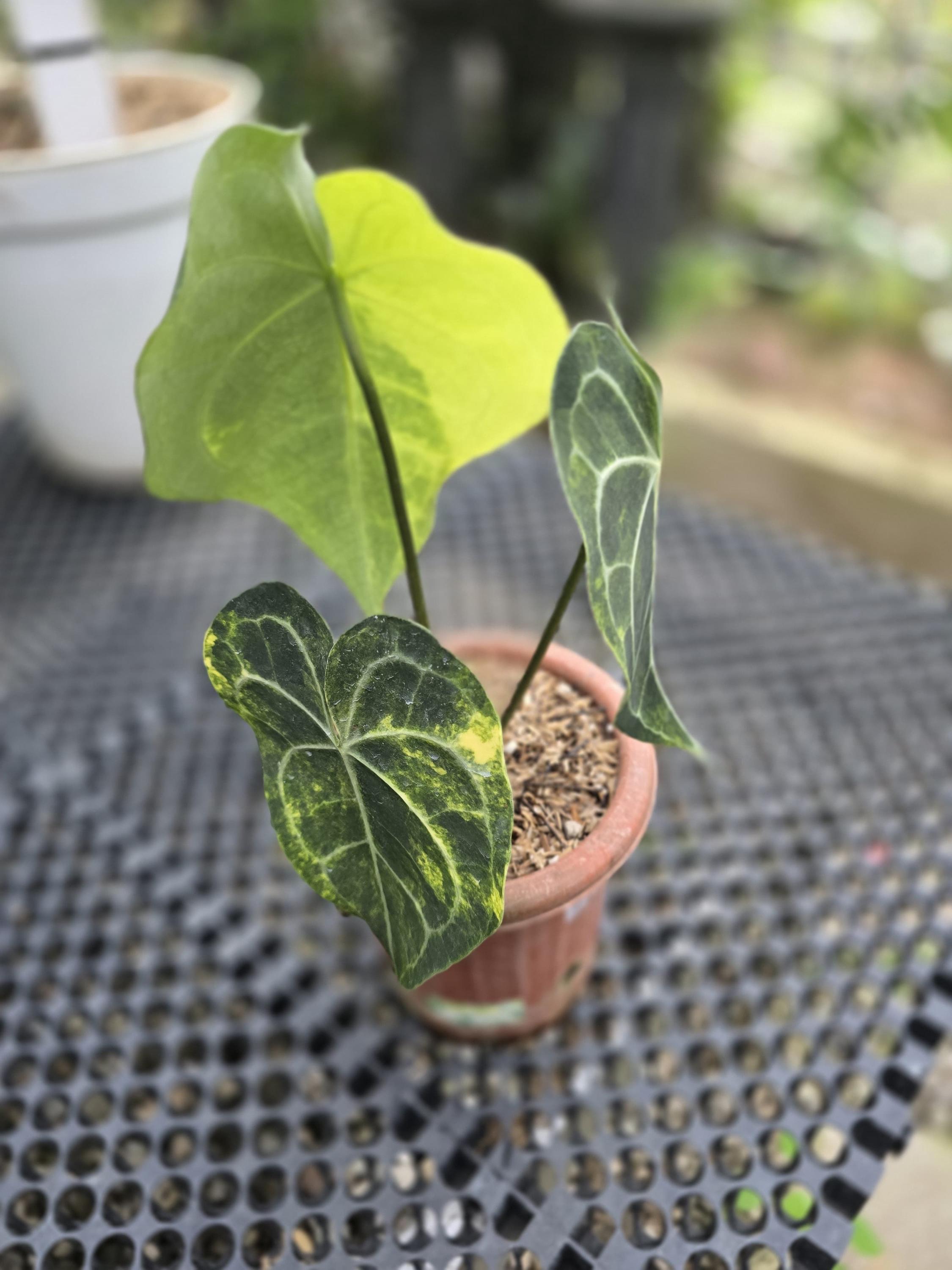 Anthurium King Clarinervium Variegated - Etsy