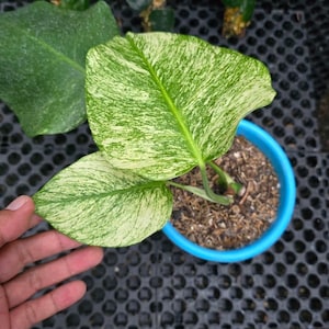 以下が含まれることがあります： 大きな斑入りの葉を持つ鉢植えの植物のクローズアップ。葉は緑と白の混合で、印象的な模様があります。植物は土の入った小さな青い鉢に入っています。背景には他の植物が見えます。