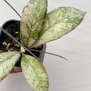 Puede incluir: Primer plano de una planta de Hoya con hojas abigarradas. Las hojas muestran una mezcla de tonos verdes, blancos y beige, con un patrón moteado. La planta está en una pequeña maceta negra, mostrando los intrincados detalles del follaje.