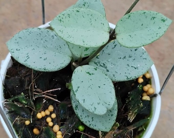 Hoya Mathilde Splash/silver UNROOTED - Etsy 日本