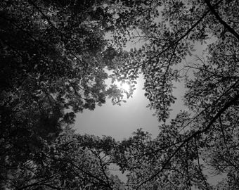 Quiet Canopy Black and White Wall Art