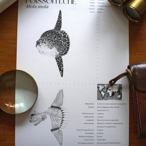 Poster - naturalist illustration - Sunfish - A3