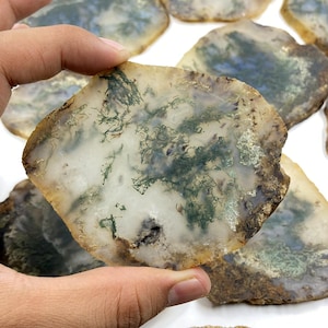 May include: A translucent, polished moss agate slice featuring a creamy white and pale yellow base with intricate, fern-like dark green dendritic inclusions spreading across the surface, with rough, textured brown edges on the stone.