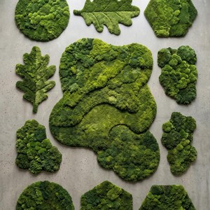 May include: An assortment of green moss art pieces in various shapes, including circles, leaves, and geometric forms. The pieces are arranged on a gray wall, creating a natural, textured display. The moss appears lush and vibrant.