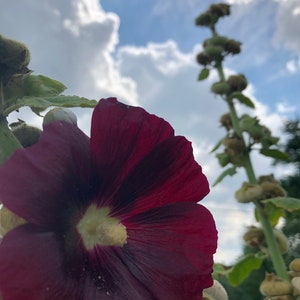 Purple Hollyhock Photographic Print on Fine Art Paper - 5x7 or 8x8 Unframed or Framed