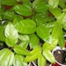 see more listings in the Tropical Vines section