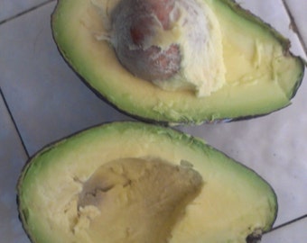 Avocado Seed  Etsy