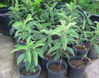 2 Loquat Trees Japanese Plum Tropical Fruit Tree